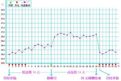 女性的基础体温 女性基础体温曲线图