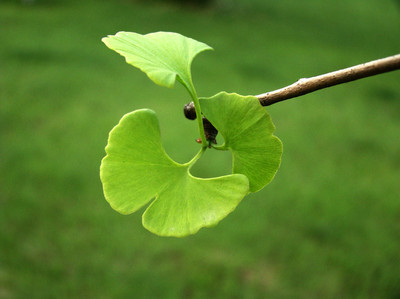 植物界的活化石——银杏 银杏的活化石