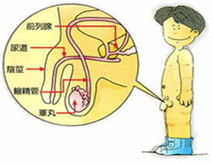 腹腔镜治疗隐睾——突破传统手术瓶颈 健身瓶颈期怎么突破