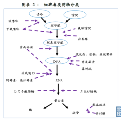 第11章 抗肿瘤药 抗肿瘤药物