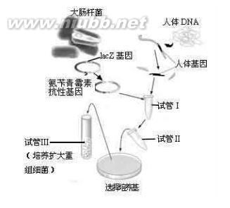 只有卡那霉素抗性基因怎么筛选导入重组质粒？——蓝白斑筛选法 质粒的抗性