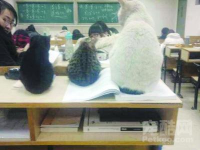 围观高校里的“学术猫”！爱蹭课的猫咪 学术猫