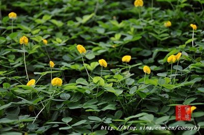 蔓花生（平托花生） 平托花生