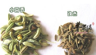 小茴香——小香料有大功效 小茴香的功效与作用