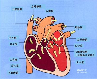 水上救生普及知识图文 - 水上救生与其他泳式 - 游泳梦工厂-----全 水上救生技巧