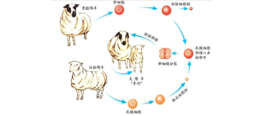 克隆技术及其应用与发展 克隆技术发展