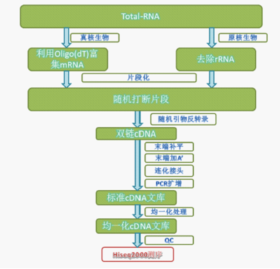 cDNA文库，逆转录_Jerry 从哪可以买到cdna文库