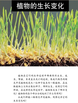 三年级科学下册第一单元《植物的生长变化》目标体系 三年级第一单元测试卷