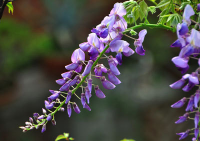 葛花图片和介绍 葛花