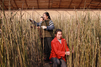 香椿栽培技术 香椿种植视频