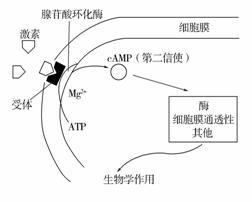 激素调节·激素的作用机制 含氮类激素的作用机制