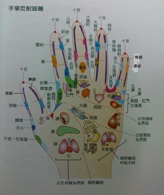 手部全息图 女手掌脏腑反射区图