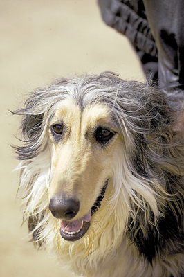 古代牧羊犬 阿富汗猎犬