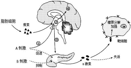 瘦素：回顾与展望