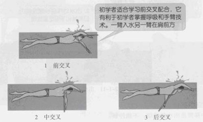 爬泳(自由泳)技术要点详细剖析(图 爬泳和自由泳