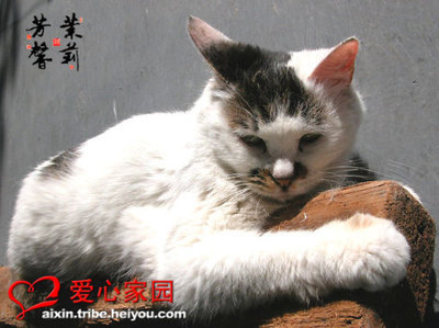 丁奶奶 丁奶奶猫咪之家