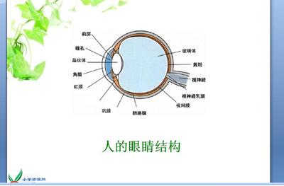 《永生的眼睛》教学设计和反思 永生的眼睛板书设计