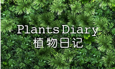 小学生观察日记 观察日记植物