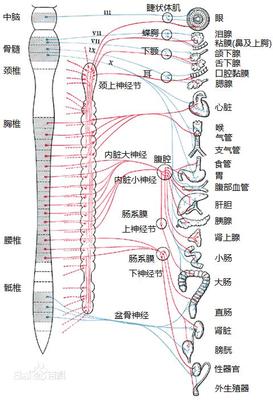 大脑结构及其他（文）——植物神经系统 大脑神经系统