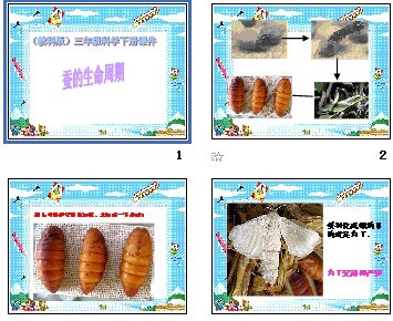 教科版三年级科学下册全册教案 凤仙花种植过程