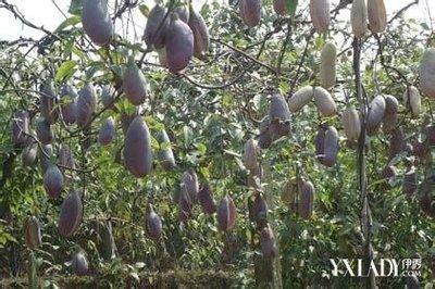 川木通与关木通的鉴别 关木通和川木通的图片