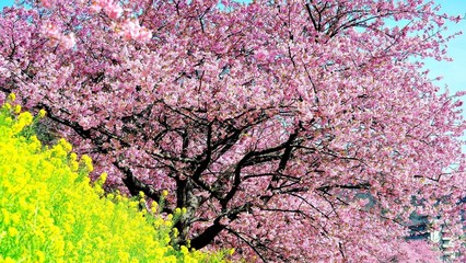 会动的桌面壁纸 桃花桌面壁纸