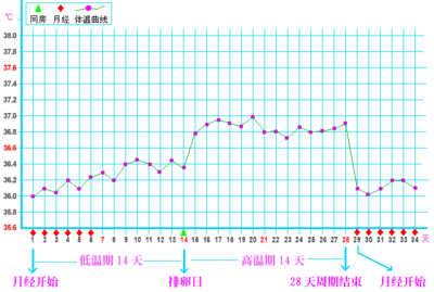 排卵期体温变化图 排卵期体温多少正常