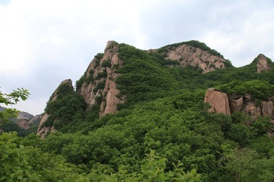 辽宁凤城鸡冠山 大梨树