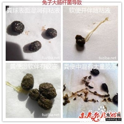 兔子拉肚子拉稀腹泻的治疗方法 兔子拉肚子的症状