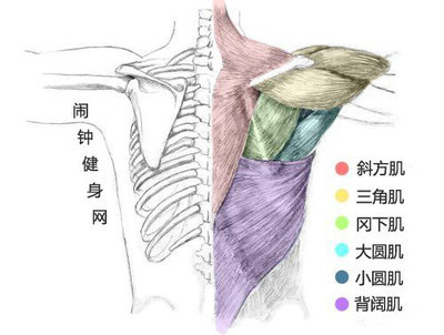 怎样锻炼背部肌肉 练背部肌肉的方法