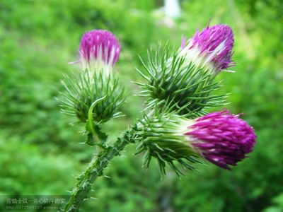 白茅根 黄芪