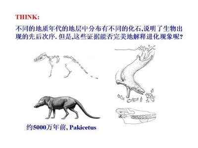 教案：生物的进化（市西中学张函强）