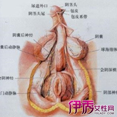 阴囊潮湿咋办 了解病因及防治法极为重要 治阴囊潮湿