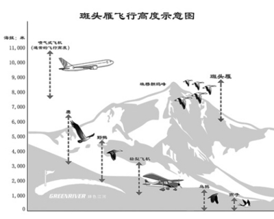 斑头雁--世界上飞得最高的鸟 世界上最高的人