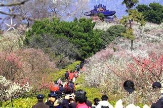 南京梅花山的梅花开了吗？ 南京的梅花山