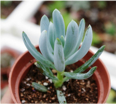 十二月份多肉植物养护介绍 多肉植物冬天怎么养护