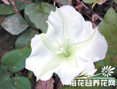 旋花科月光花（Ipomoeaalba） 月光花几点开