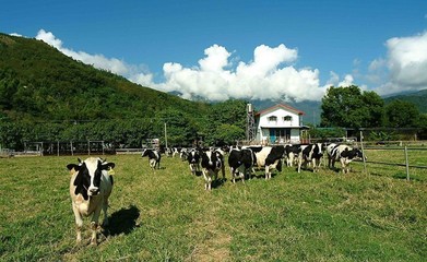 【宝岛台湾游】——瑞穗牧场和伯朗大道 花莲到瑞穗牧场