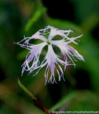 大美新疆——野花野草 野花野草图片