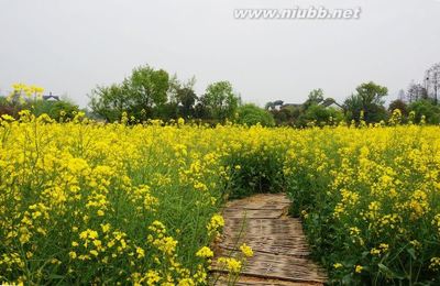 西溪湿地洪园的油菜花田迷宫 西溪湿地洪园介绍