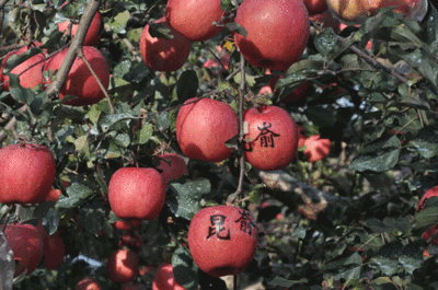 树莓种植方法 亩收益10万的种植品种