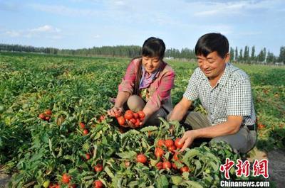 【乐趣】西红柿种植方法 西红柿的种植方法视频