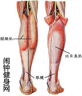 如何练习小腿肌肉