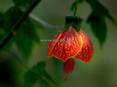 花似风铃：纹瓣悬铃花（金铃花）