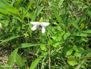 紫花野芝麻（Lamiumpurpureum）_commonalty 紫花地丁的作用与功效