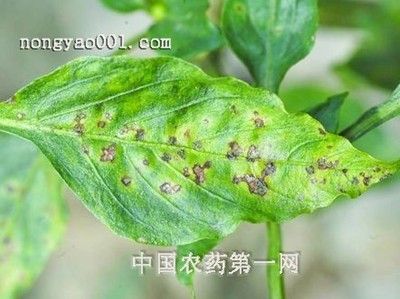 辣椒细菌性叶斑病 辣椒细菌性叶斑病防治