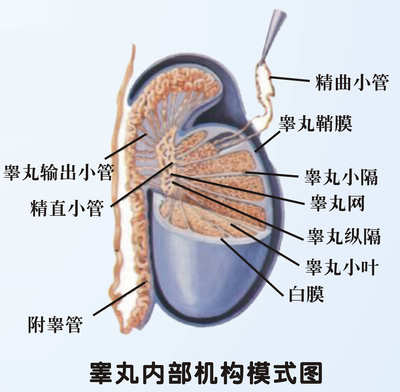 睾丸胀痛一按停睾丸新穴-------耳穴新发现 左边睾丸胀痛是怎么了