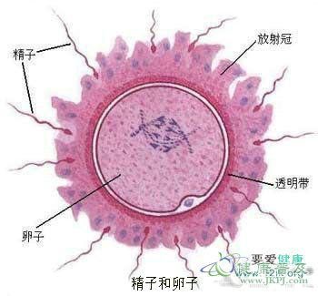 怎样才能怀孕—图解演示女性受孕全过程 女性变性过程图解