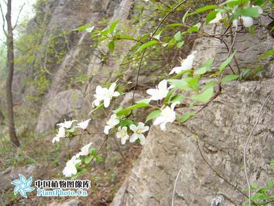 溲疏属 中国十大名花