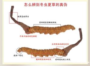  五粮液官网真伪鉴别 四点教你鉴别加盟的真伪